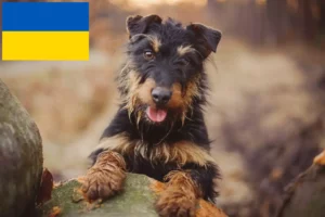 Read more about the article Hodowcy i szczenięta niemiecki terier myśliwski w Ukraina