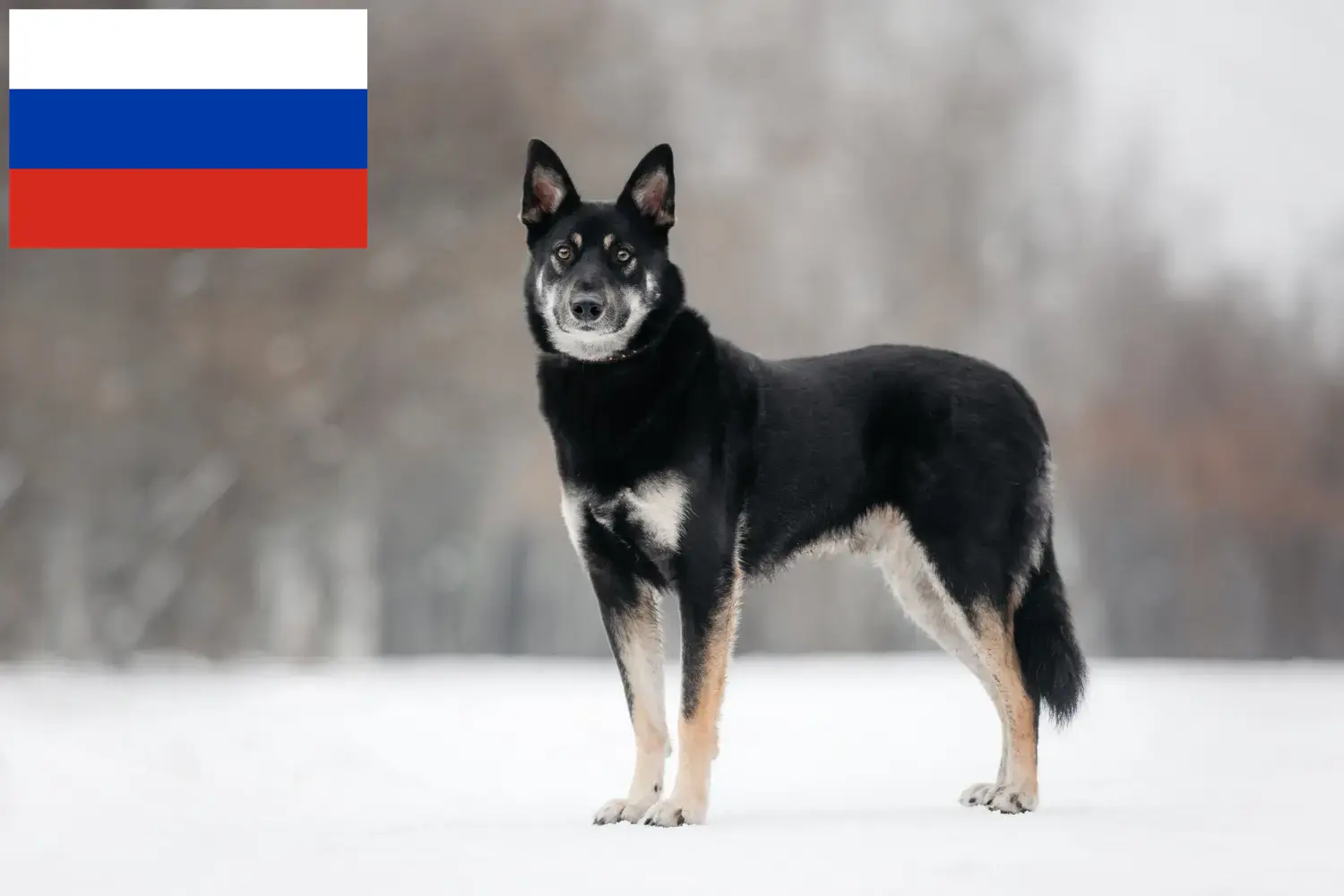 Szczenięta owczarków wschodnioeuropejskich i hodowca Rosja Tutaj znajdziesz hodowców rasy Owczarek wschodnioeuropejski w Rosja.