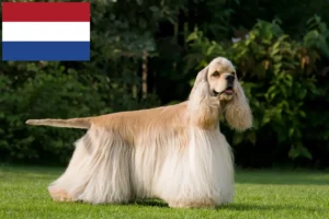 Read more about the article Hodowcy i szczenięta cocker spaniel amerykański w Holandia