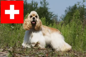 Read more about the article Hodowcy cocker spanieli amerykańskich i szczenięta w Szwajcaria