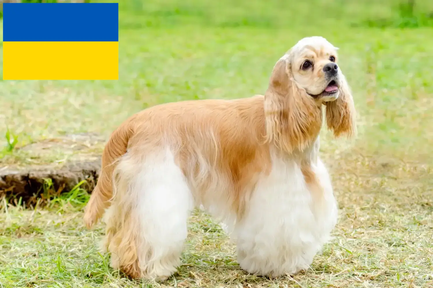 Amerykański cocker spaniel szczenięta i hodowcy Ukraina Tutaj można znaleźć hodowców American cocker spanieli w Ukraina.