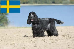 Read more about the article Hodowcy cocker spanieli angielskich i szczenięta w Szwecja