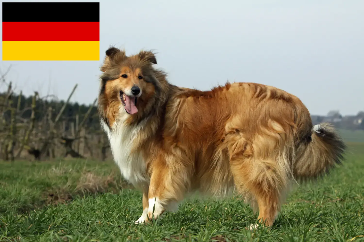 Collie szczenięta i hodowcy Niemcy Tutaj znajdziesz hodowców rasy Collies w Niemcy.