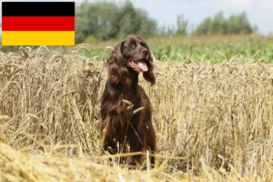 Read more about the article Hodowcy owczarków długowłosych niemieckich i szczenięta w Niemcy