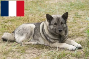 Read more about the article Hodowcy psów rasy Elkhound norweski i szczenięta w Francja