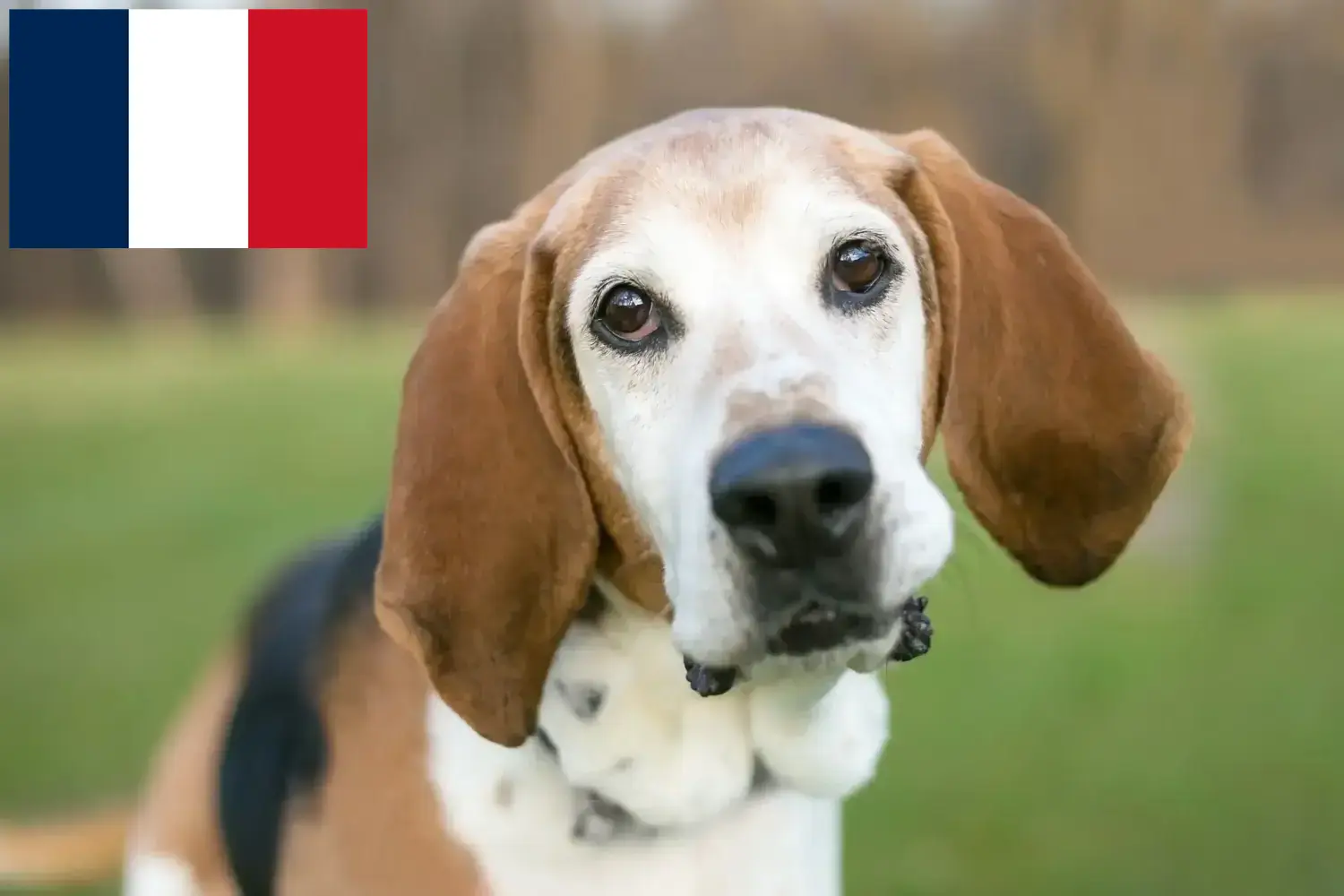 Chart angielski szczenięta i hodowcy Francja Znajdź hodowców foxhoundów angielskich w Francja tutaj.