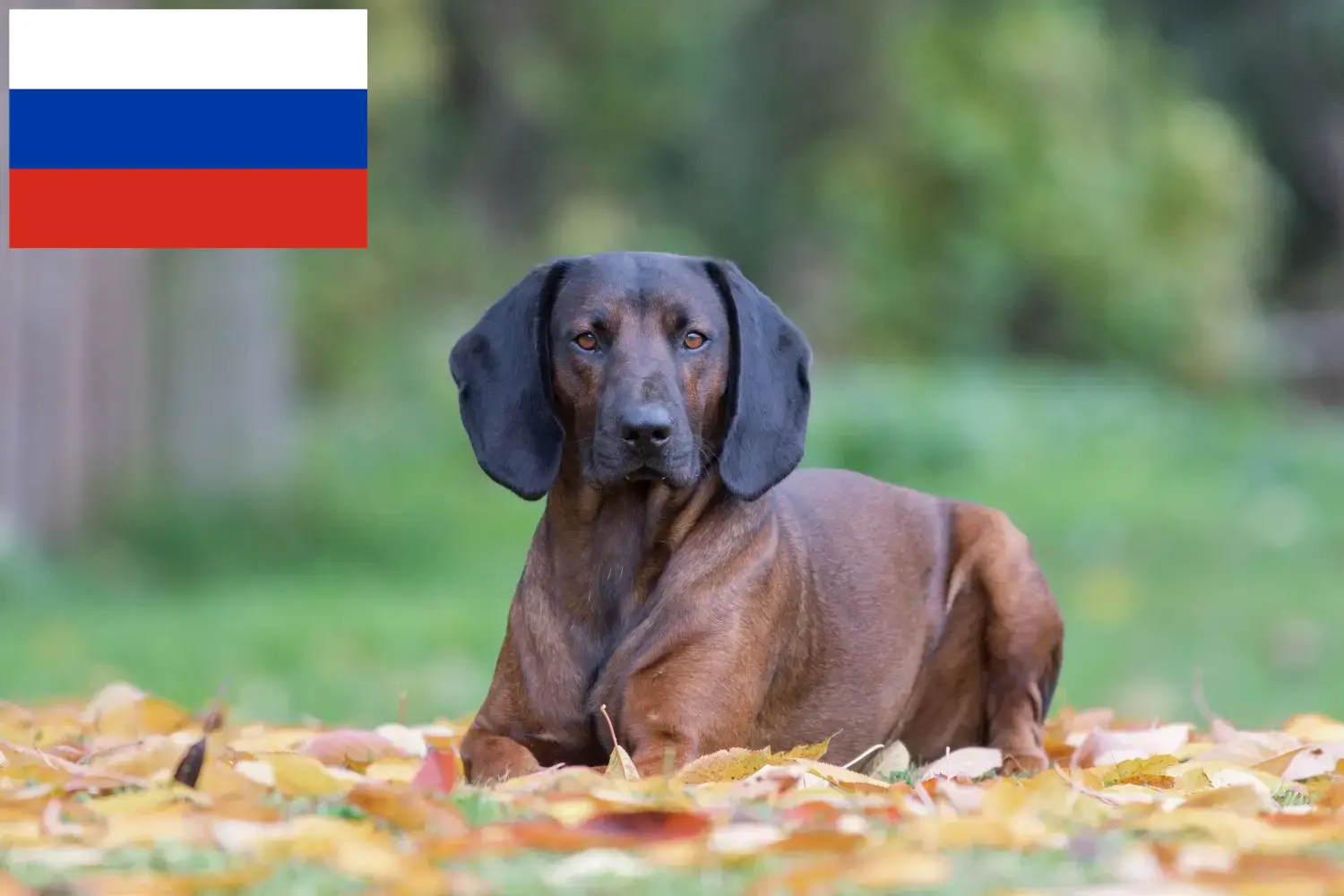 Ogar bawarski szczenięta i hodowcy Rosja Tutaj znajdziesz hodowców rasy Gończy bawarski w Rosja.