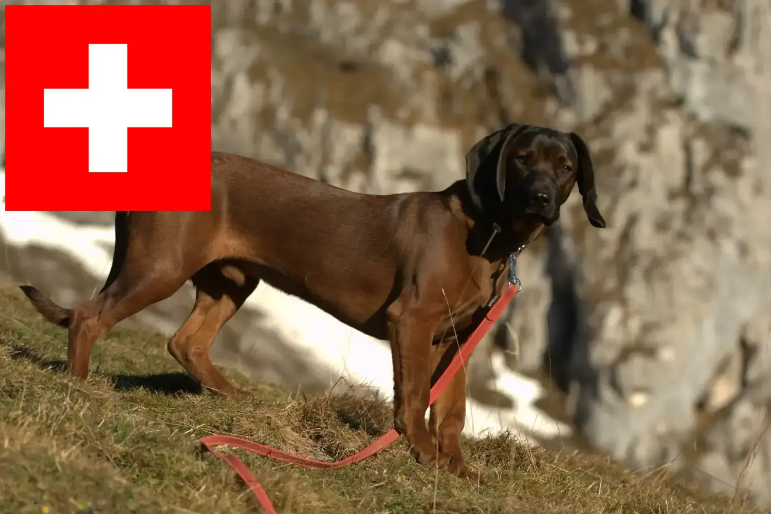 Ogar bawarski szczenięta i hodowcy Szwajcaria Tutaj znajdziesz hodowców rasy Gończy bawarski w Szwajcaria.