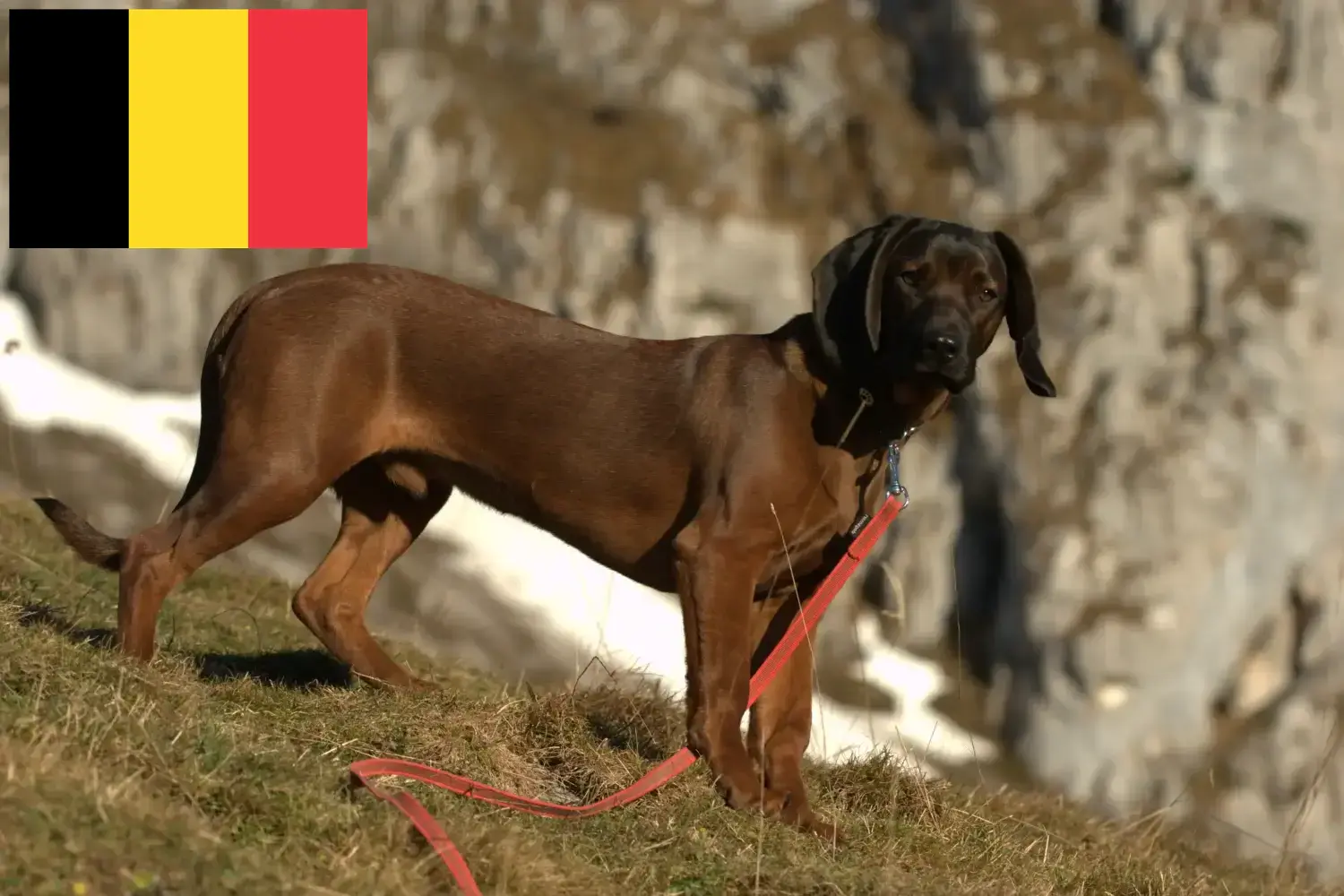 Ogar bawarski szczenięta i hodowcy Belgia Tutaj znajdziesz hodowców rasy Gończy bawarski w Belgia.