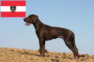 Read more about the article Hodowcy krótkowłosych niemieckich i szczenięta w Austria