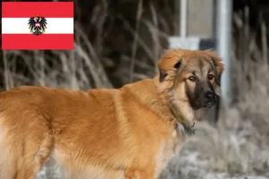 Read more about the article Hodowca owczarków kaukaskich i szczenięta w Austrii