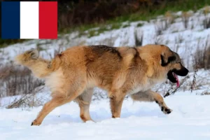 Read more about the article Hodowca owczarków kaukaskich i szczenięta we Francji