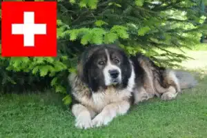 Read more about the article Hodowca owczarków kaukaskich i szczenięta w Szwajcarii
