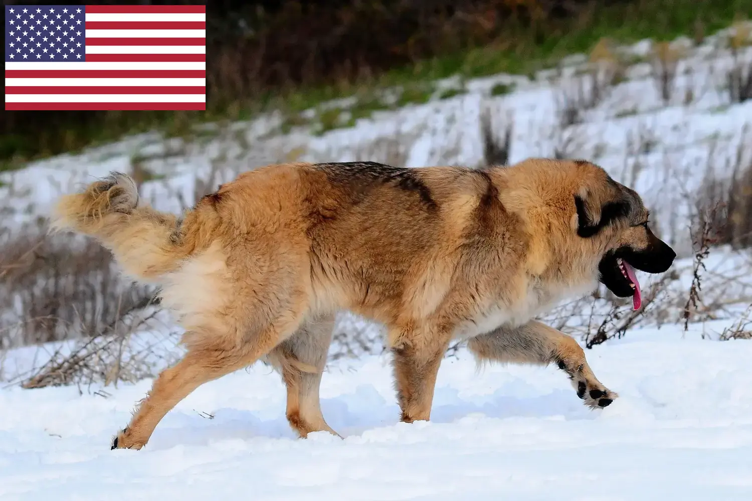 Owczarek kaukaski szczenięta i hodowcy USA Znajdź hodowców owczarków kaukaskich w USA tutaj.