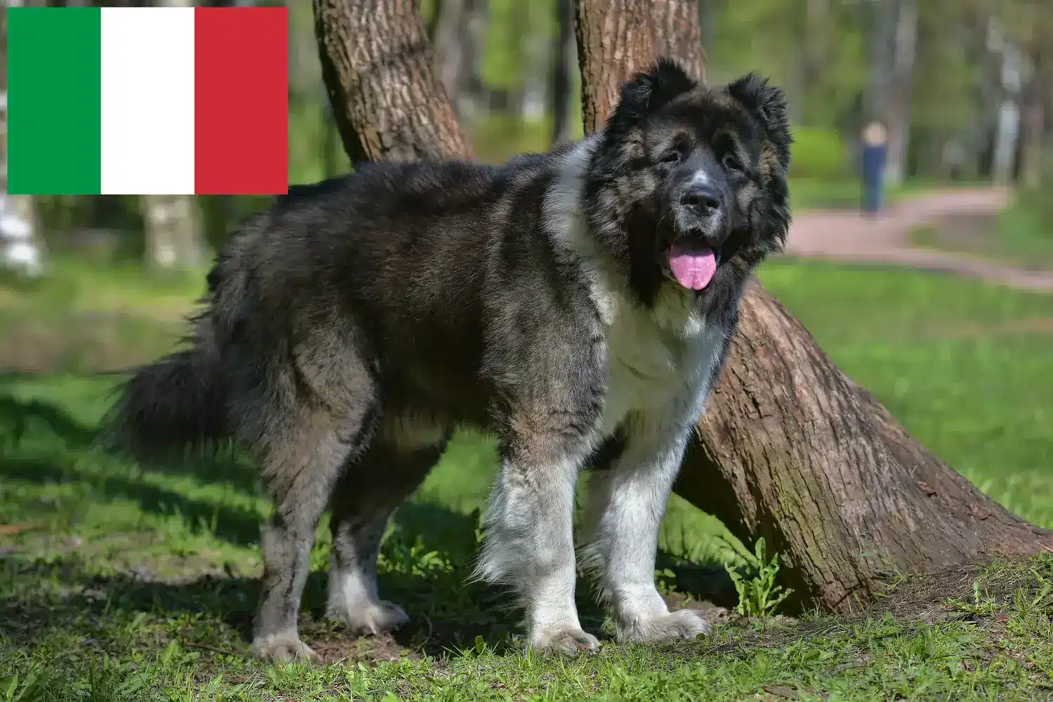 Szczenięta owczarka kaukaskiego i hodowca Włochy Znajdź hodowców owczarków kaukaskich w Włochy.