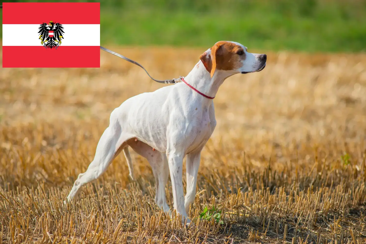 Wyżeł angielski szczenięta i hodowcy Austria Tutaj znajdziesz hodowców rasy Pinczery angielskie w Austria.