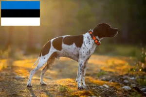 Read more about the article Hodowcy i szczenięta Wyżeł angielski w Estonia