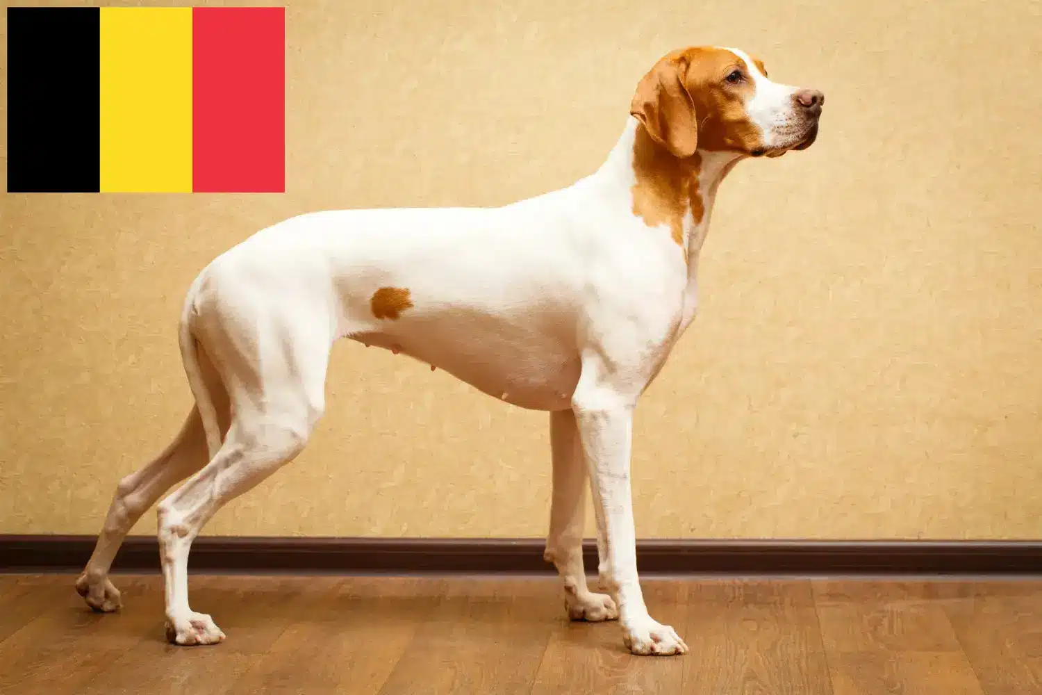 Wyżeł angielski szczenięta i hodowcy Belgia Tutaj można znaleźć hodowców wyżłów angielskich w Belgia.