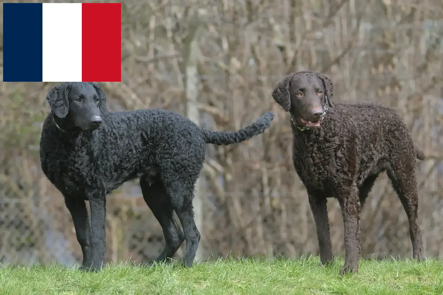 Retriever kędzierzawy szczenięta i hodowcy Francja Tutaj możesz znaleźć hodowców Curly Coated Retriever w Francja.