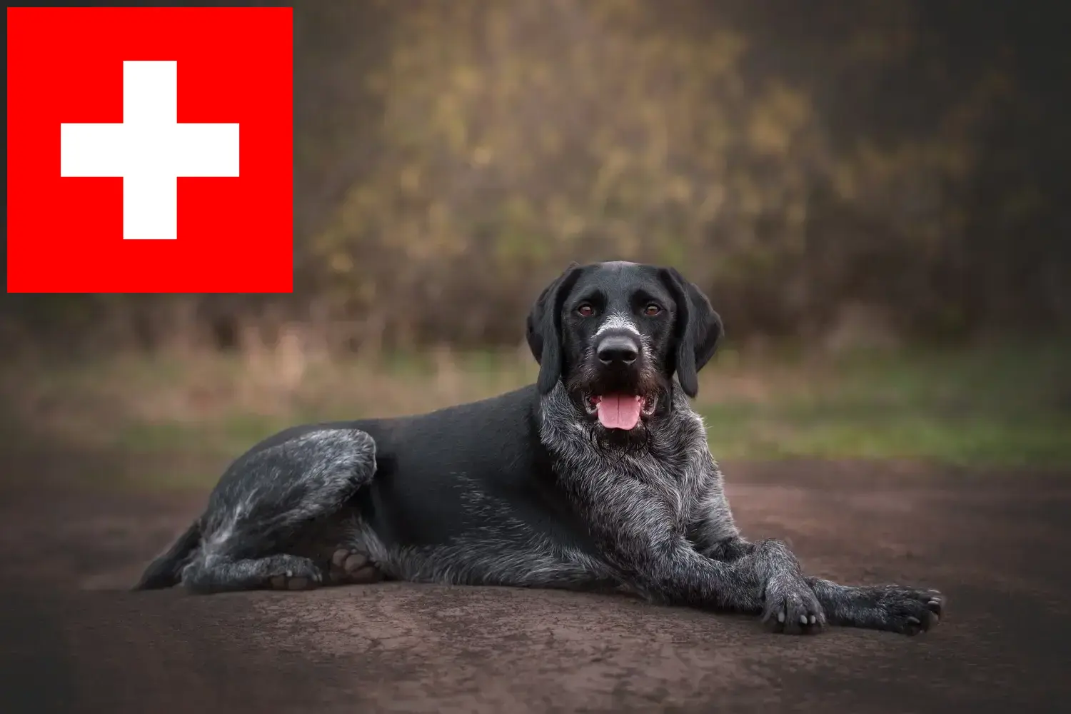 Szczenięta rasy wyżeł niemiecki krótkowłosy i hodowca Szwajcaria Tutaj znajdziesz hodowców rasy Deutsch Drahthaar w Szwajcaria.