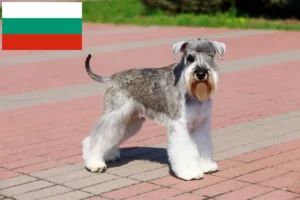 Read more about the article Hodowcy i szczenięta sznaucerów w Bułgaria