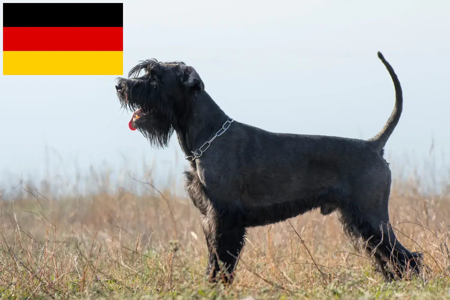Sznaucery szczenięta i hodowcy Niemcy Tutaj znajdziesz hodowców sznaucerów w Niemcy.