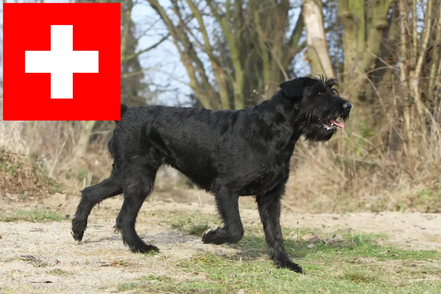 Sznaucery szczenięta i hodowcy Szwajcaria Tutaj znajdziesz hodowców sznaucerów w Szwajcaria.