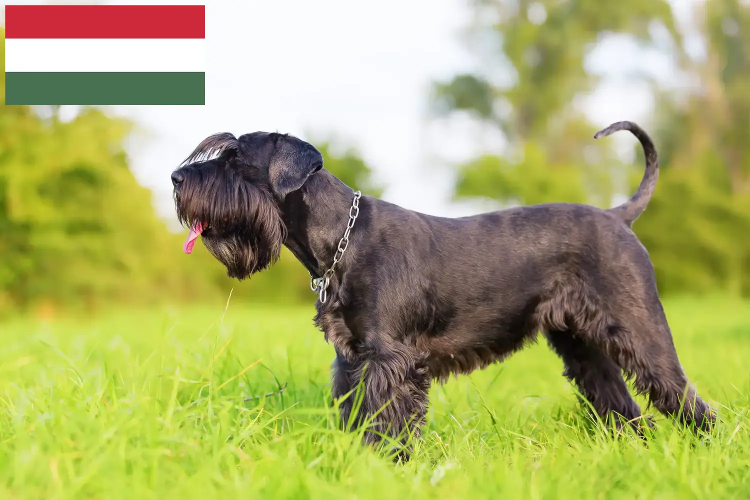 Sznaucery szczenięta i hodowca Węgry Tutaj znajdziesz hodowców sznaucerów w Węgry.