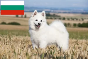 Read more about the article Szpice hodowcy i szczenięta w Bułgaria