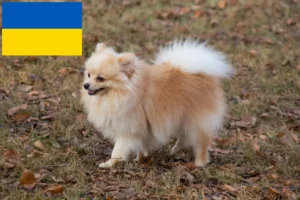 Read more about the article Szpice – hodowcy i szczenięta w Ukraina
