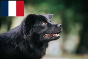 Read more about the article Szwedzki lapphund hodowcy i szczenięta w Francja