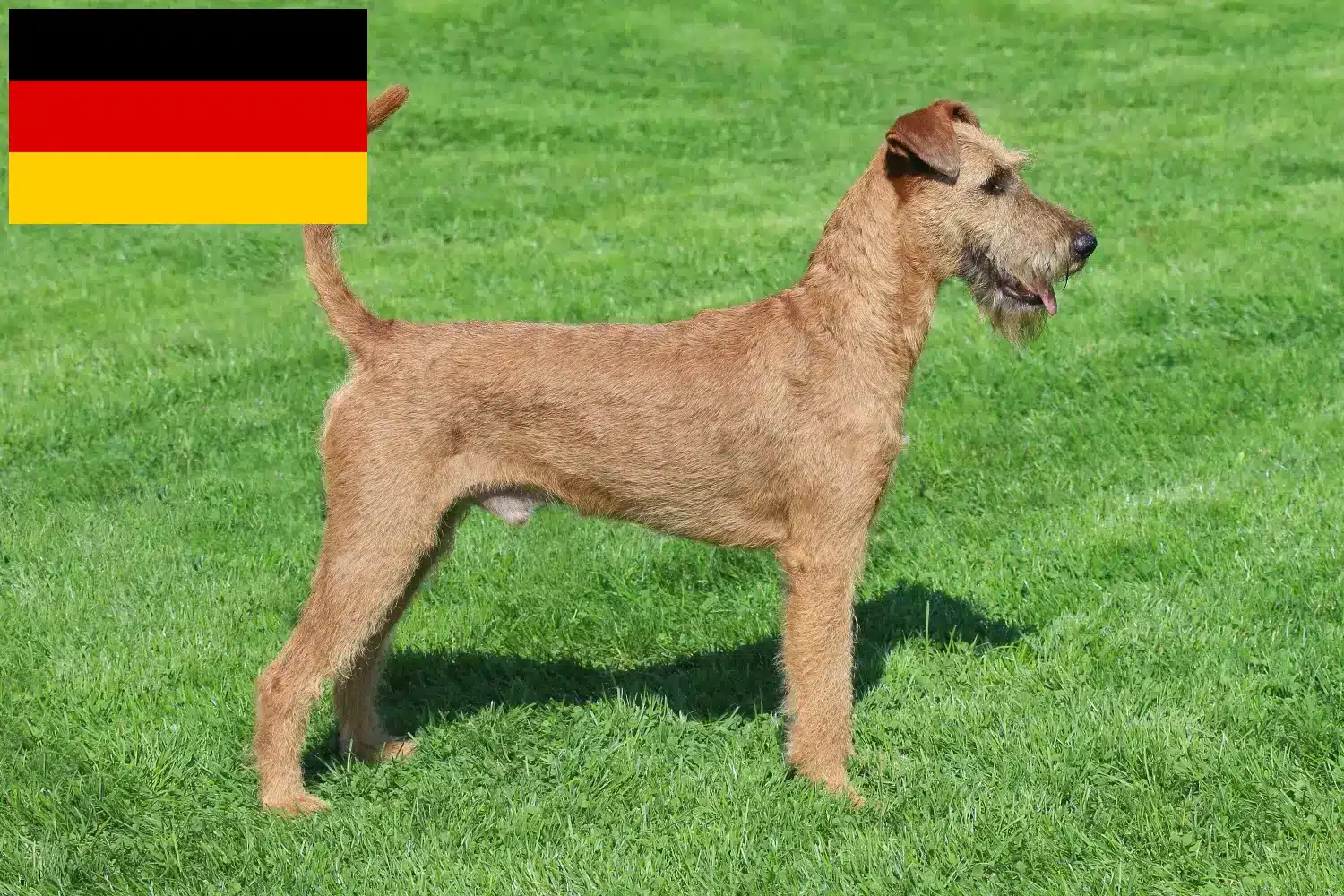 Terier irlandzki szczenięta i hodowcy Niemcy Tutaj znajdziesz hodowców rasy Terier irlandzki w Niemcy.