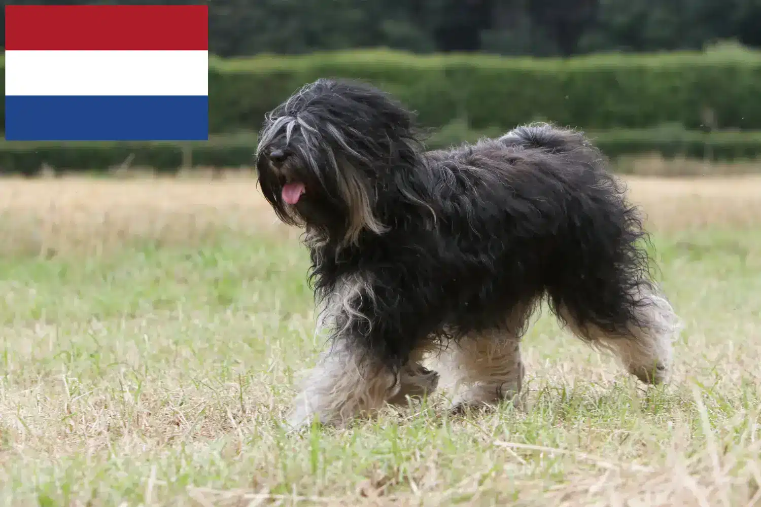 Terier tybetański szczenięta i hodowcy Holandia Znajdź hodowców terierów tybetańskich w Holandia.