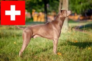 Read more about the article Hodowcy i szczenięta Thai Ridgeback w Szwajcaria