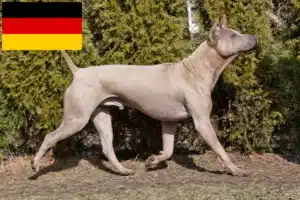 Read more about the article Hodowcy i szczenięta Thai Ridgeback w Niemcy