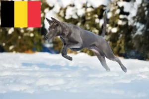 Read more about the article Hodowcy i szczenięta Thai Ridgeback w Belgia