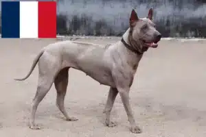 Read more about the article Hodowcy i szczenięta Thai Ridgeback w Francja