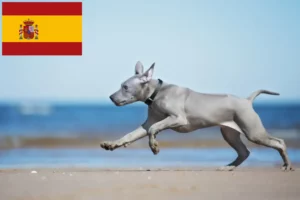 Read more about the article Hodowcy i szczenięta Thai Ridgeback w Hiszpania