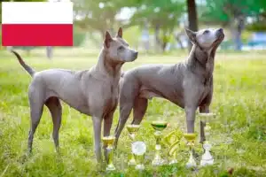 Read more about the article Thai Ridgeback hodowcy i szczenięta w Polska