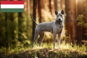 Read more about the article Hodowcy i szczenięta Thai Ridgeback w Węgry
