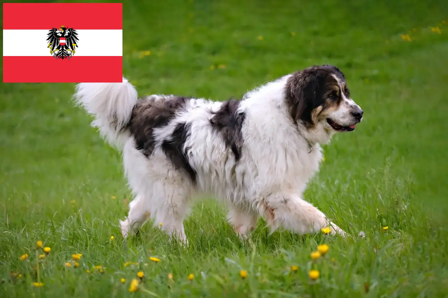 Tornjak szczenięta i hodowcy Austria Tutaj znajdziesz hodowców rasy Tornjak w Austria.