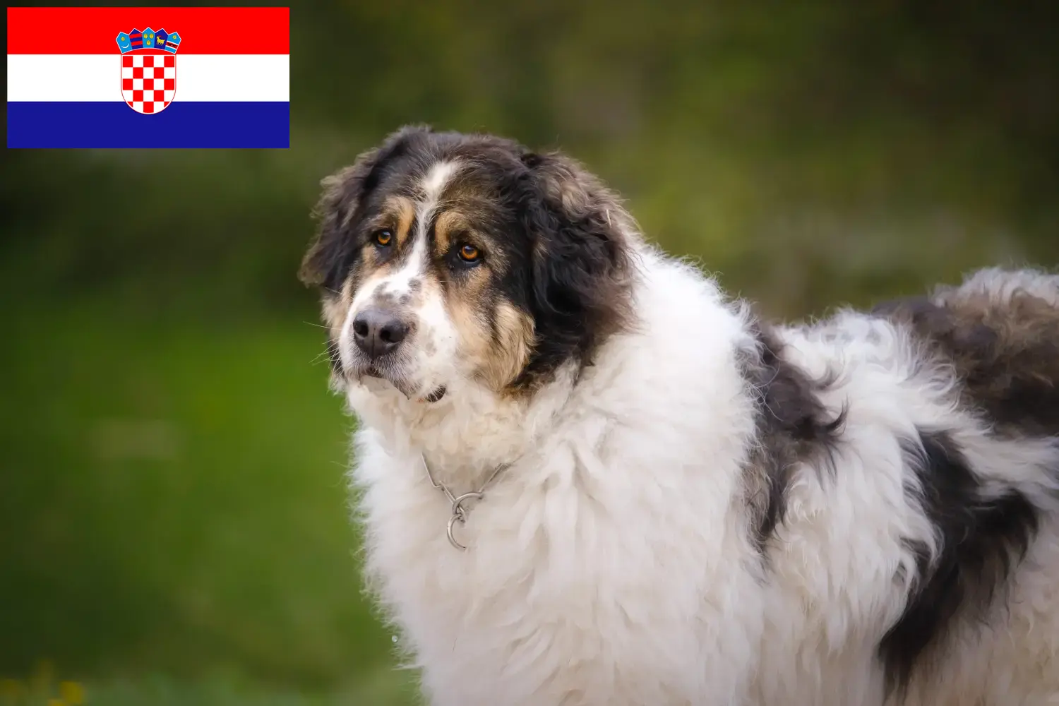 Tornjak szczenięta i hodowcy Chorwacja Tutaj można znaleźć hodowców Tornjak w Chorwacja.