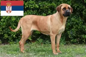 Read more about the article Tosa hodowcy i szczenięta w Serbia