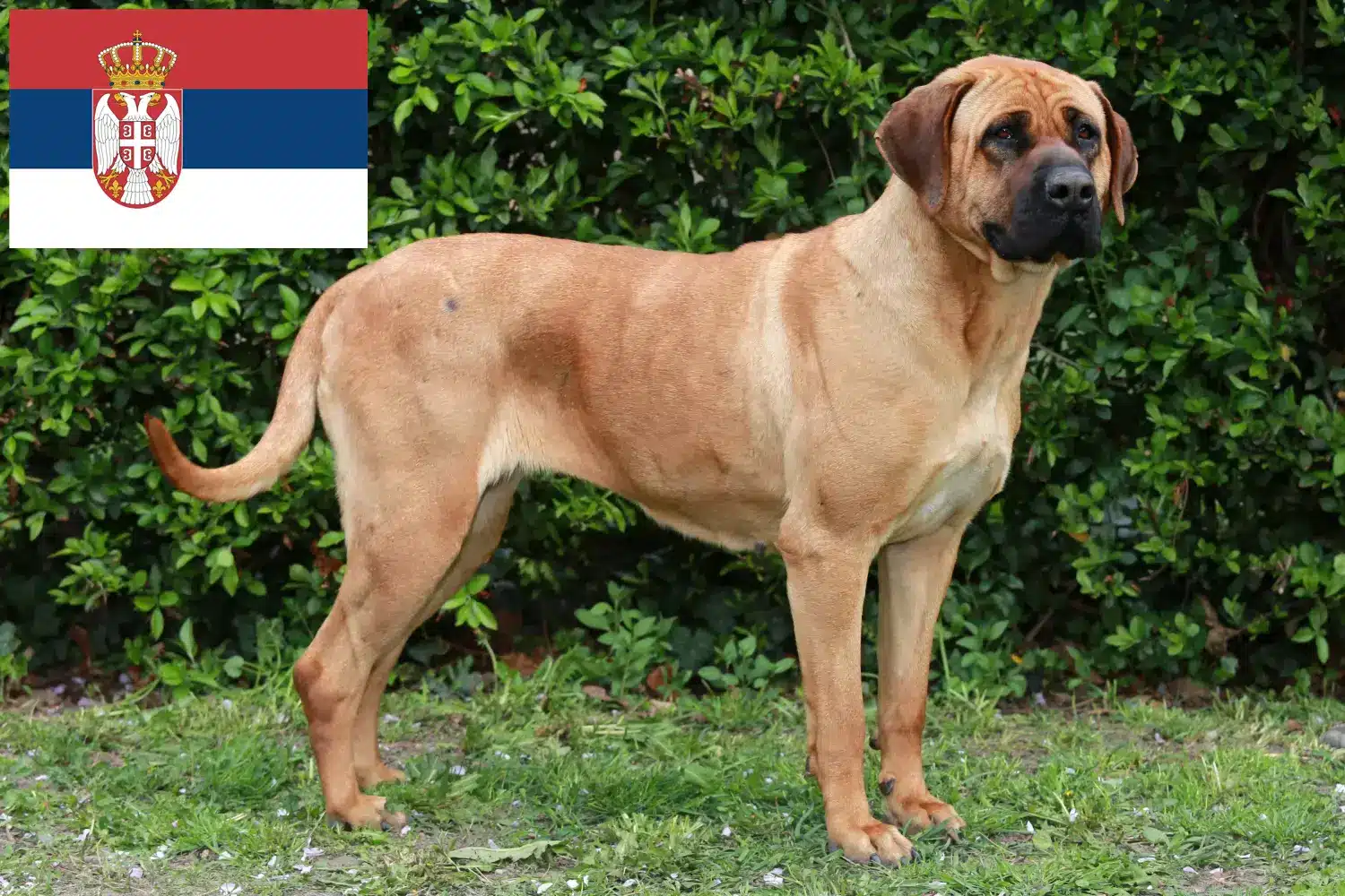 Tosa szczenięta i hodowcy Serbia Znajdź hodowców Tosa w Serbia tutaj.