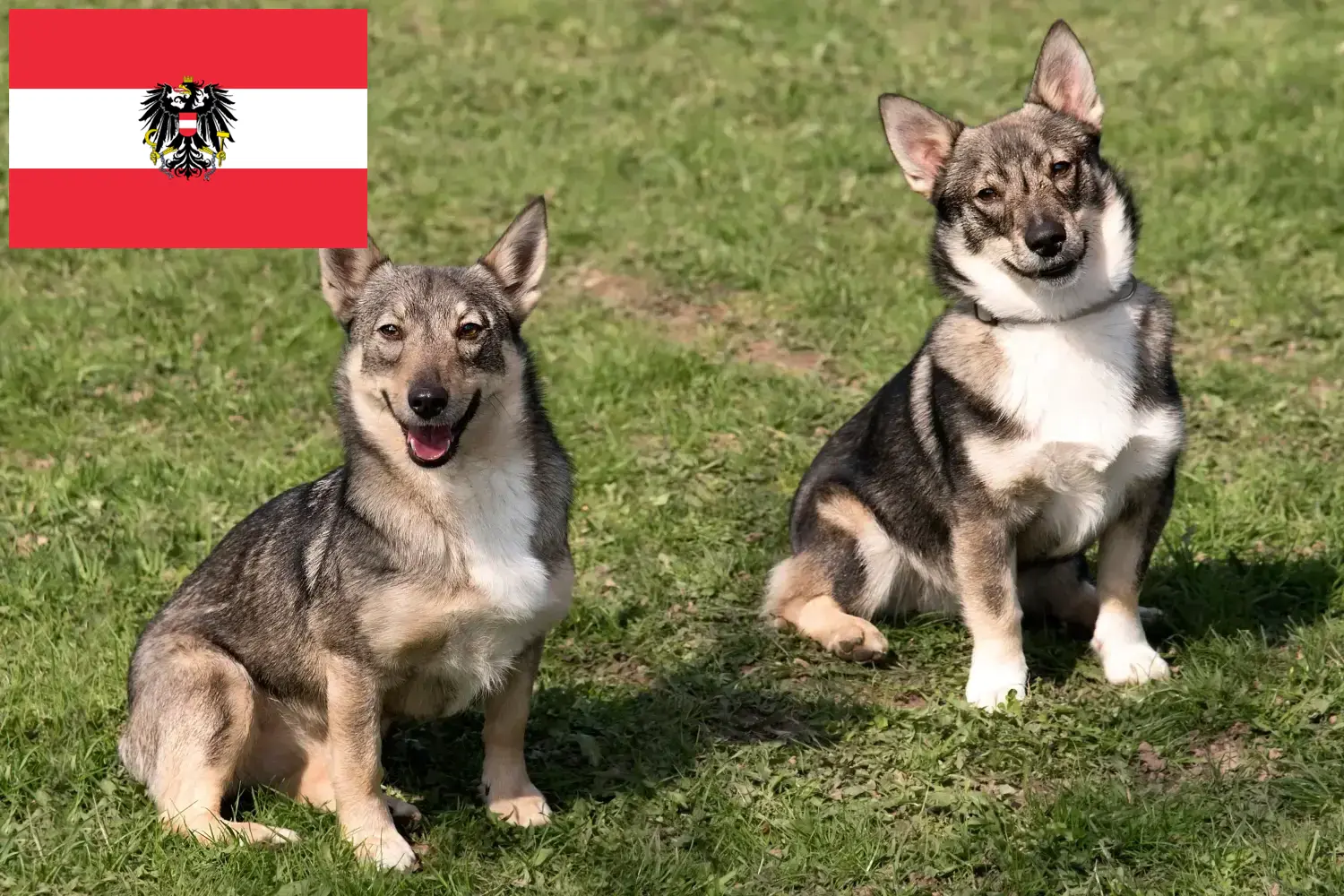 Västgötaspets szczenięta i hodowcy Austria Tutaj znajdziesz hodowców rasy Västgötaspets w Austria.
