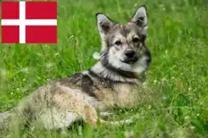 Read more about the article Västgötaspets hodowcy i szczenięta w Dania