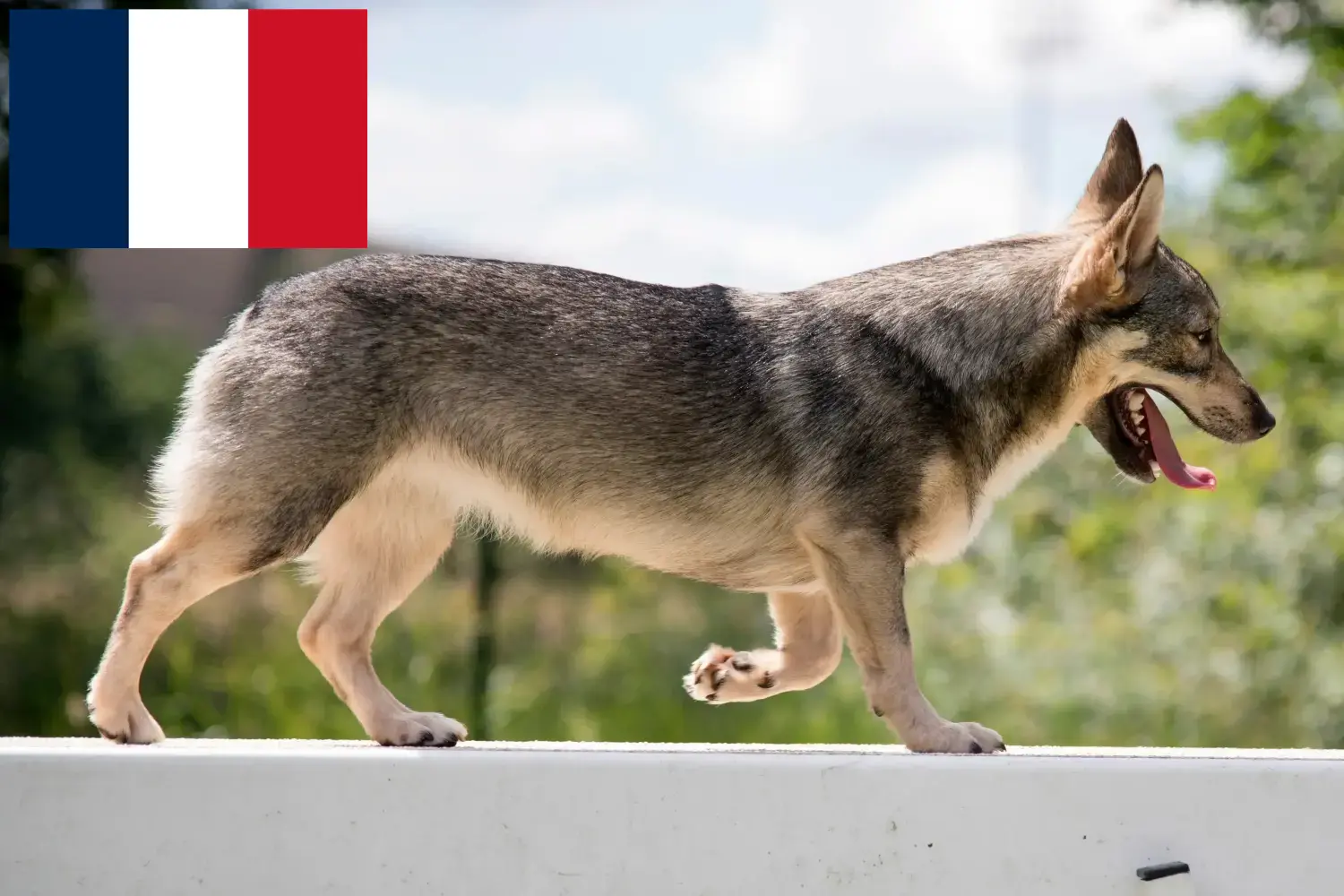 Västgötaspets szczenięta i hodowcy Francja Tutaj znajdziesz hodowców rasy Västgötaspets w Francja.