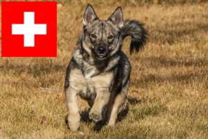Read more about the article Västgötaspets hodowcy i szczenięta w Szwajcaria
