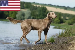 Read more about the article Hodowcy i szczenięta weimarów w USA