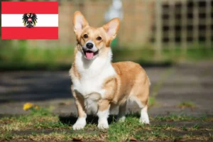 Read more about the article Hodowcy i szczenięta Welsh corgi w Austria